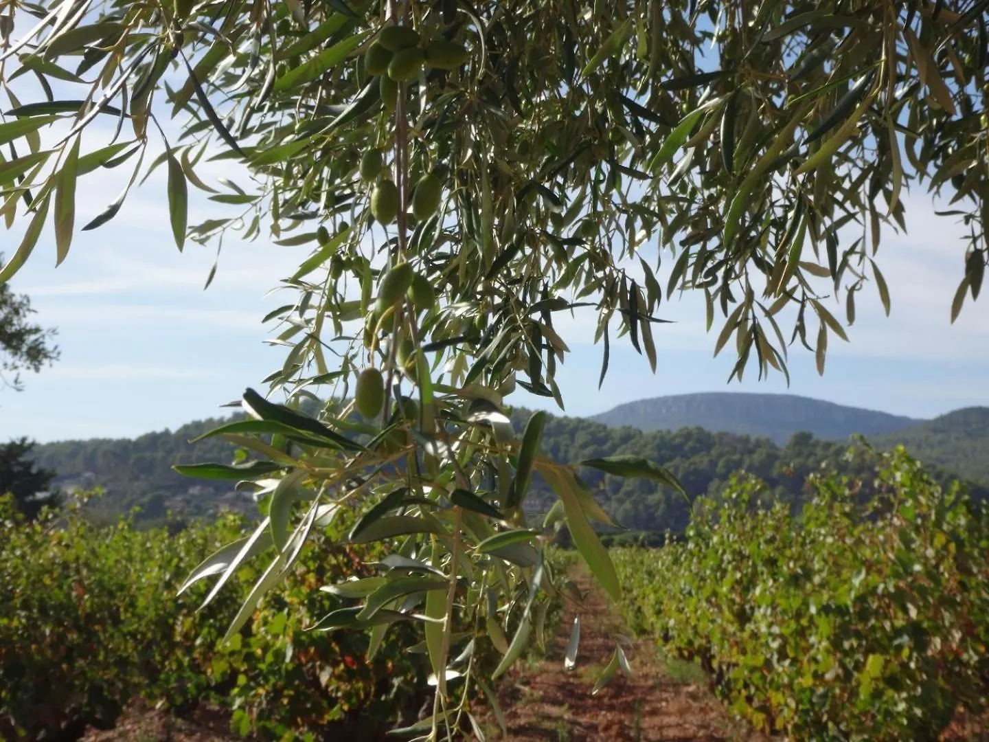 La Campagne Villa Cuers 0*,  France